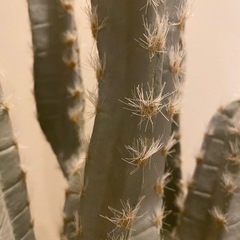 サボテン　フェイクの画像