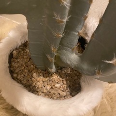 サボテン　フェイクの画像