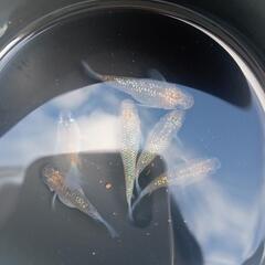 めだか、メダカ　【大人気の多色系夜桜ダルマ・半ダルマ（2ペア＋２...