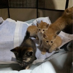 2ヶ月弱子猫の里親募集