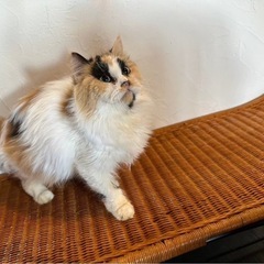 ミヌエット 16ちゃん