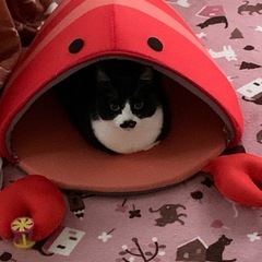 ヒゲ模様だけど可愛い女の子です🥰 - 猫