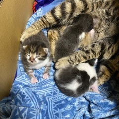子猫3匹