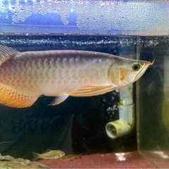 古代魚