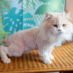 マンチカン　77くん