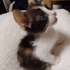 ⭐️2ヶ月⭐️メス⭐️