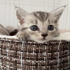 サバトラキジトラ兄弟