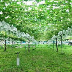 ぶどう園のかんたんな作業ですの画像