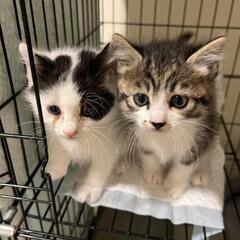 子猫　2匹います！タケとミト🥰