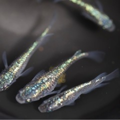 メダカ　ネプチューン