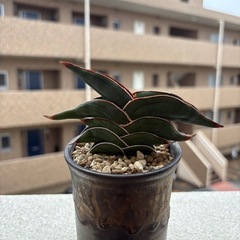 サンスベリア　ロリダ
