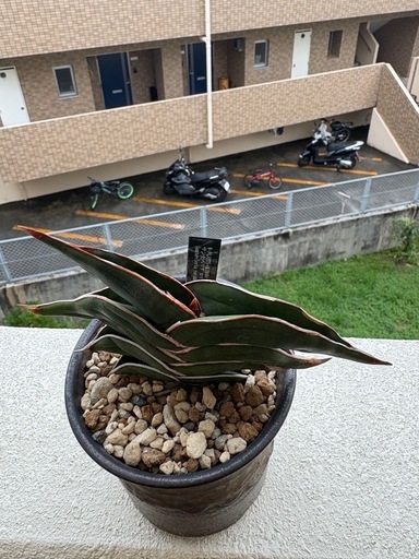 サンスベリア　ロリダ
