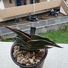 サンスベリア　ロリダ
の画像