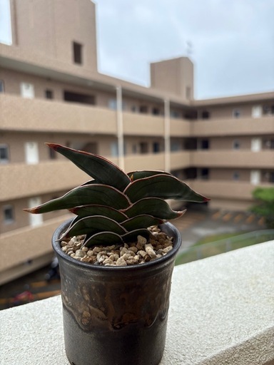 サンスベリア　ロリダ
