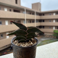 サンスベリア　ロリダ
の画像