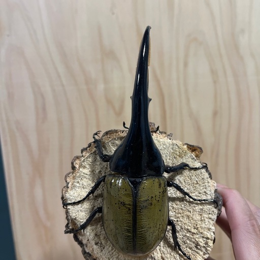 ヘラクレスヘラクレス