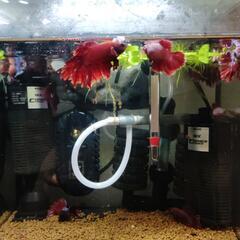 熱帯魚　ベタの画像