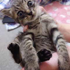 野良の仔猫の里親募集