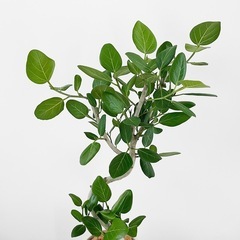 観葉植物 フィカス ベンガレンシスの画像