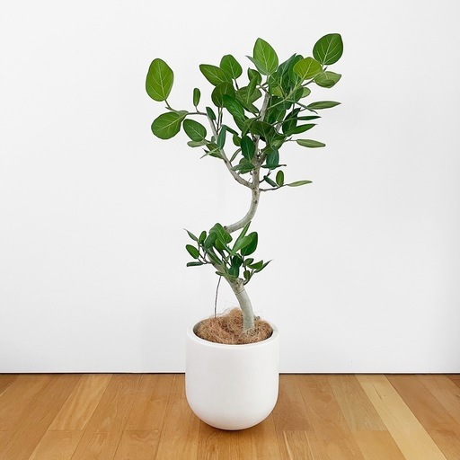 観葉植物 フィカス ベンガレンシス