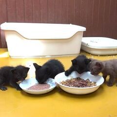 【里親さん急募】２匹の母猫と９匹の子猫ちゃん
