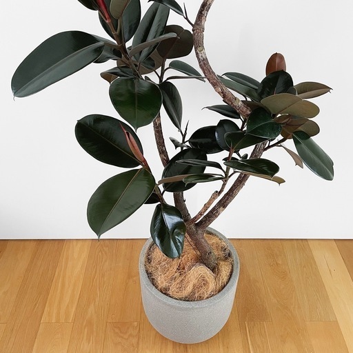 観葉植物 フィカス バーガンディ