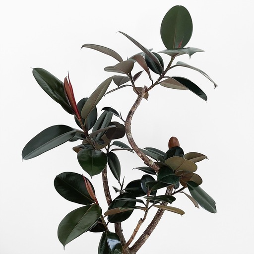 観葉植物 フィカス バーガンディ