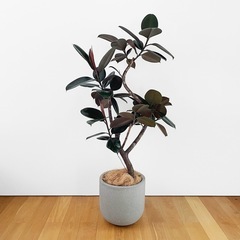 観葉植物 フィカス バーガンディ