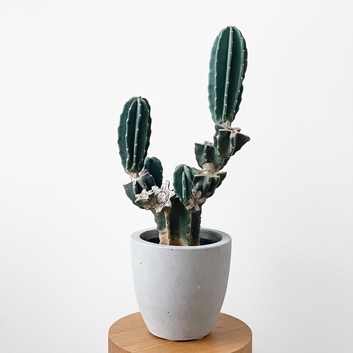 観葉植物 サボテン ブランチ