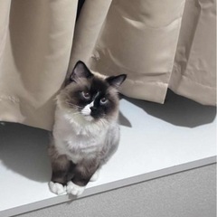 里親募集中