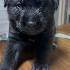 大型犬と中型犬雑種仔犬メス