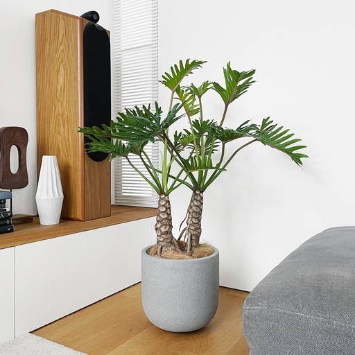 観葉植物  フィロデンドロン クッカバラ