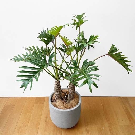 観葉植物  フィロデンドロン クッカバラ