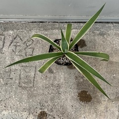 ＊アガベ ハクセンコウ 多肉植物＊