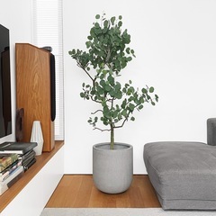 観葉植物 ユーカリ ポポラス 