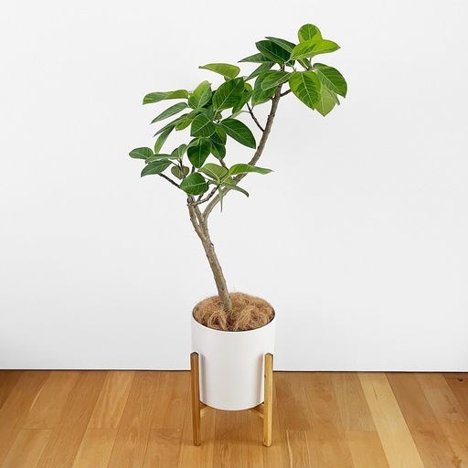 観葉植物 フィカス アルテシマ