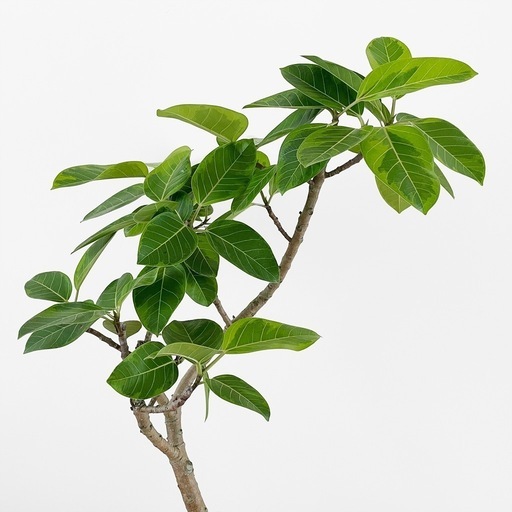 観葉植物 フィカス アルテシマ