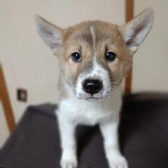 可愛い子犬の里親募集 - 犬