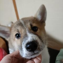 可愛い子犬の里親募集 - 里親募集