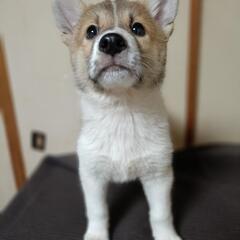 可愛い子犬の里親募集 - 越前市