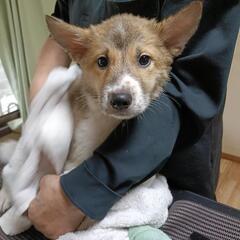 可愛い子犬の里親募集