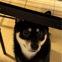 里親募集 - 犬