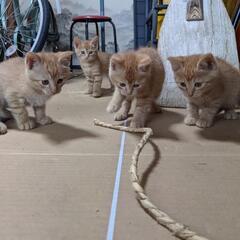 仲良し４兄弟です。