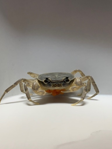 サワガニ(一匹)・飼育セット (zumi) 上総一ノ宮のその他の中古あげます