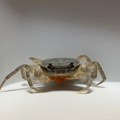 サワガニ(一匹)・飼育セット の画像