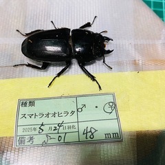 ①スマトラオオヒラタクワガタ　新成虫ペアの販売の画像