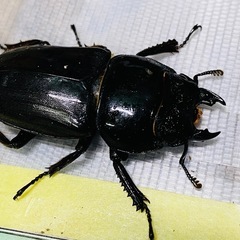 ①スマトラオオヒラタクワガタ　新成虫ペアの販売の画像