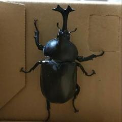 国産カブトムシペア