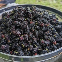 桑の実摘み体験 − 長野県