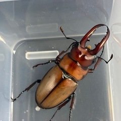 【商談中】KOTA's insect アスタコイデスカルベイ　KOTA店長ブリードの画像